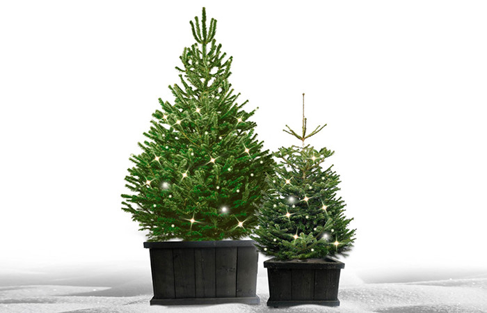 Kerstboom Amsterdam - De mooiste Nordmann Excellent spar kerstboom online bestellen in